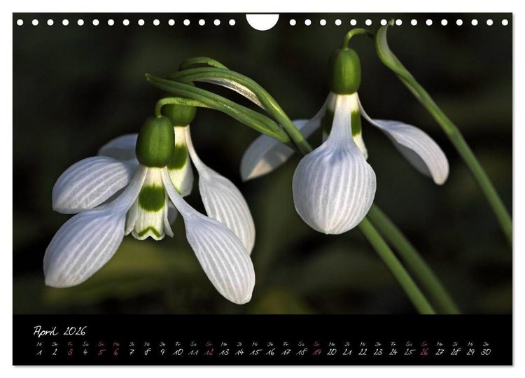 Produktbild: Soul-Jazz - Visuelle Musik der Blumen (Wandkalender 2026 DIN A4 quer), CALVENDO Monatskalender