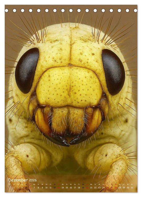 Produktbild: Makromonster - Sch&ouml;nheit im Detail (Tischkalender 2026 DIN A5 hoch), CALVENDO Monatskalender