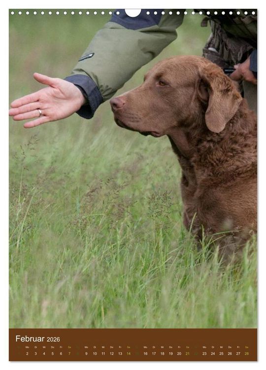 Produktbild: Chesapeake Bay Retriever 2026 (Wandkalender 2026 DIN A3 hoch), CALVENDO Monatskalender