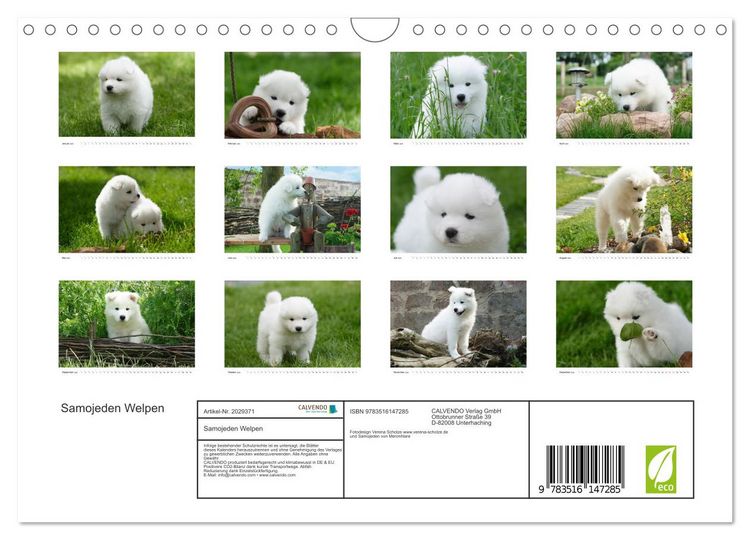 Produktbild: Samojeden Welpen (Wandkalender 2026 DIN A4 quer), CALVENDO Monatskalender