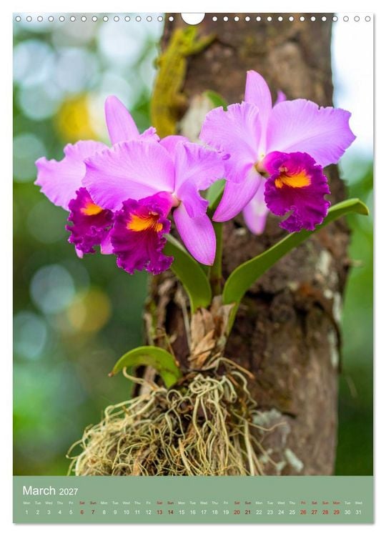 Produktbild: Cattleya - Breeder's Pride (Wall Calendar 2027 DIN A3 portrait), CALVENDO 12 Month Wall Calendar