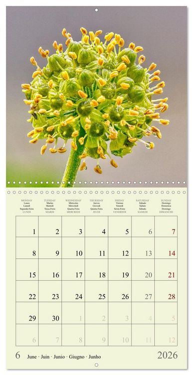 Produktbild: Petites fleurs color&eacute;es (Calendrier mural carr&eacute; 2026 30x30 cm) Calendrier double avec une page pour vos prises de notes