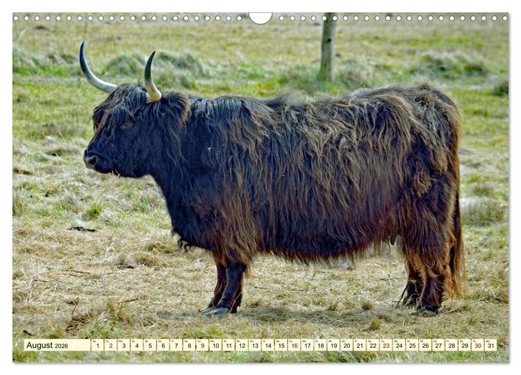 Produktbild: Die anmutigste Rinderrasse - Das schottische Hochlandrind (Wandkalender 2026 DIN A3 quer), CALVENDO Monatskalender