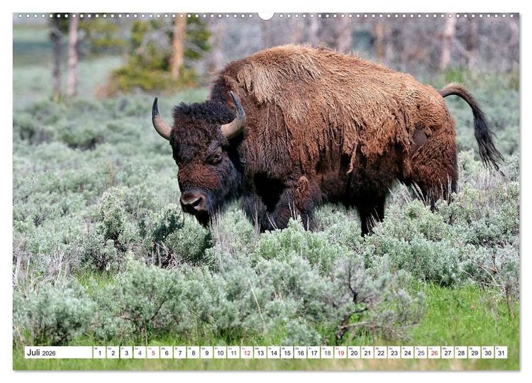 Produktbild: TATONKA Der nordamerikanische Bison (hochwertiger Premium Wandkalender 2026 DIN A2 quer), Kunstdruck in Hochglanz