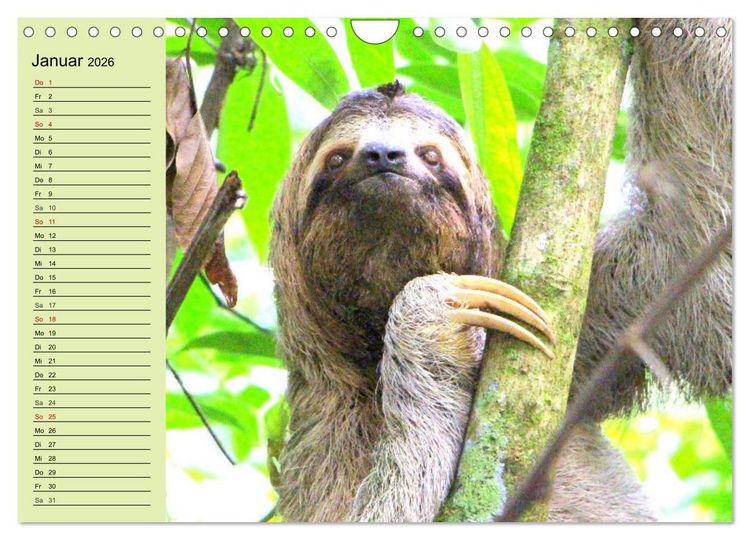 Produktbild: Der Faultier-Planer f&uuml;r mehr Ruhe und Gem&uuml;tlichkeit! (Wandkalender 2026 DIN A4 quer), CALVENDO Monatskalender