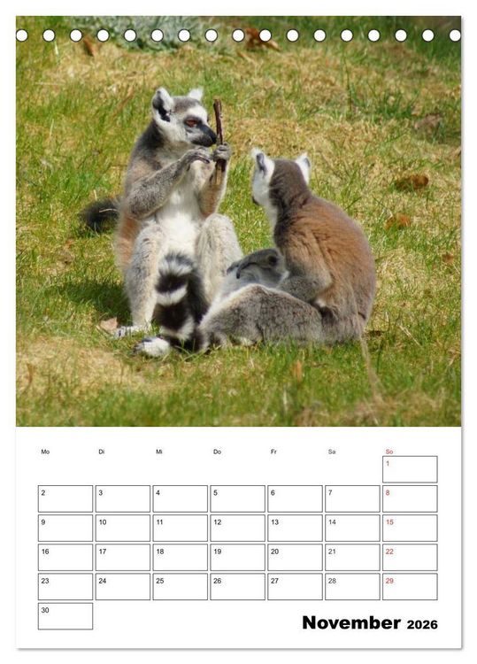 Produktbild: Katta Terminplaner (Tischkalender 2026 DIN A5 hoch), CALVENDO Monatskalender