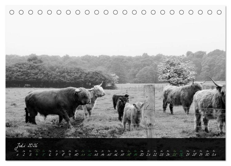 Produktbild: Highland Cattle vom Nordlicht - Faszination Hochland Rind (Tischkalender 2026 DIN A5 quer), CALVENDO Monatskalender