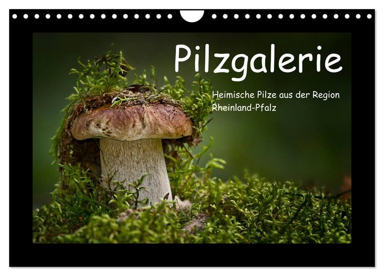 Produktbild: Pilzgalerie - Heimische Pilze aus der Region Rheinland-Pfalz (Wandkalender 2026 DIN A4 quer), CALVENDO Monatskalender