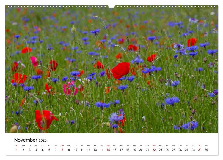Produktbild: Klosterinsel Reichenau - UNESCO-Welterbe am Bodensee (Wandkalender 2026 DIN A2 quer), CALVENDO Monatskalender