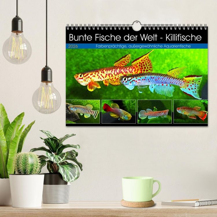 Produktbild: Bunte Fische der Welt - Killifische (Wandkalender 2026 DIN A4 quer), CALVENDO Monatskalender
