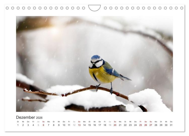 Produktbild: Gefiederte Garteng&auml;ste, Blaumeisen (Wandkalender 2026 DIN A4 quer), CALVENDO Monatskalender