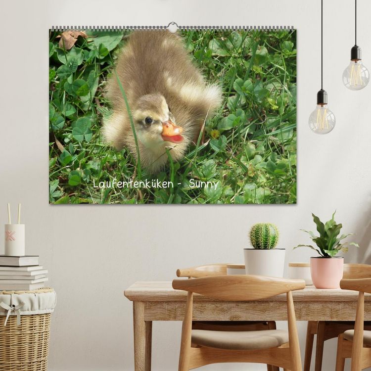 Produktbild: Laufentenk&uuml;ken - Sunny (Wandkalender 2026 DIN A2 quer), CALVENDO Monatskalender
