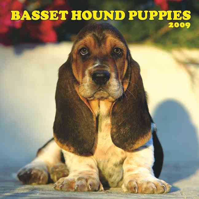 Produktbild: Basset Hound Puppies 2009 Calendar