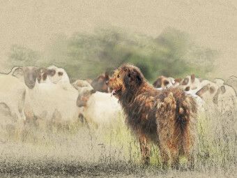 Produktbild: CALVENDO Puzzle Ein Motiv aus dem Kalender Altdeutsche H&uuml;tehunde 2017 | 1000 Teile Lege-Gr&ouml;&szlig;e 64x48cm Foto-Puzzle f&uuml;r gl&uuml;ckliche Stunden