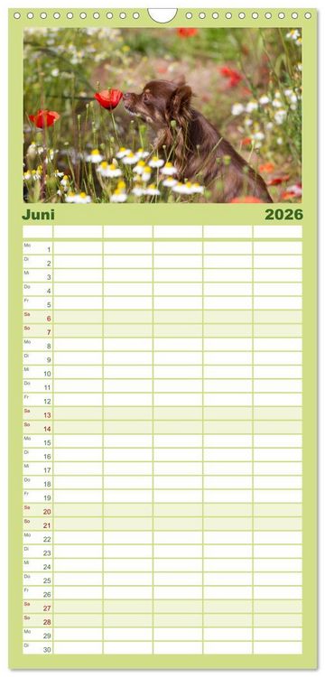 Produktbild: Familienplaner 2026 - Chihuahuas - kleine Herzensbrecher mit 5 Spalten (Wandkalender, 21 x 45 cm) CALVENDO