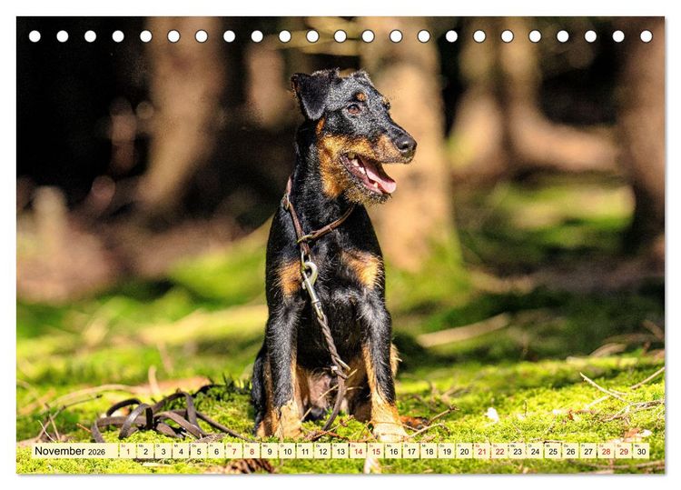 Produktbild: Deutscher Terrier - ein leidenschaftlicher J&auml;ger (Tischkalender 2026 DIN A5 quer), CALVENDO Monatskalender
