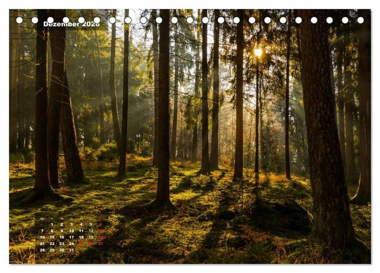 Produktbild: Zauberhafte Waldlandschaften (Tischkalender 2026 DIN A5 quer), CALVENDO Monatskalender