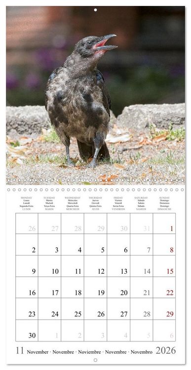 Produktbild: Crow Babies - Black, cute & always hungry (Wall Calendar 2026 12 &times; 12 Inch) CALVENDO 12 Month Wall Calendar