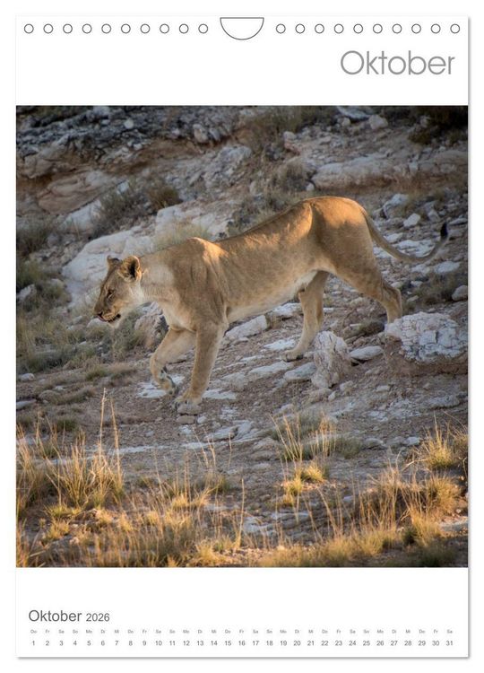 Produktbild: BIG CATS - Namibias Raubkatzen (Wandkalender 2026 DIN A4 hoch), CALVENDO Monatskalender