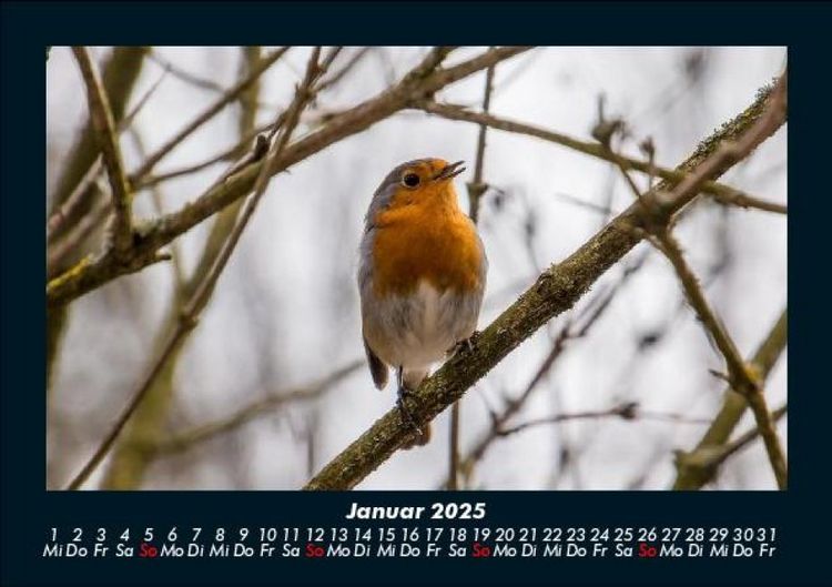 Produktbild: Vogelparadies 2025 Fotokalender DIN A5