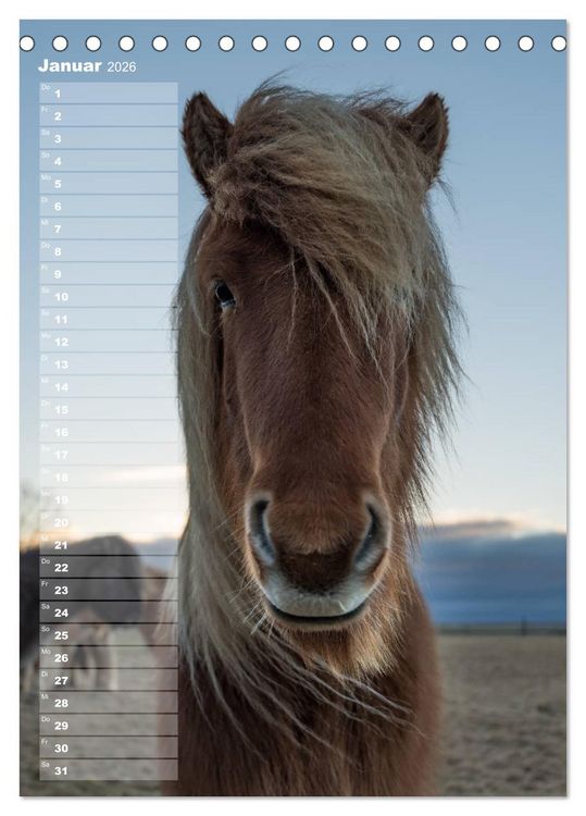 Produktbild: Mein ISLANDPFERDE Planer - Geburtstage, Hof-Feste, Turniere (Tischkalender 2026 DIN A5 hoch), CALVENDO Monatskalender