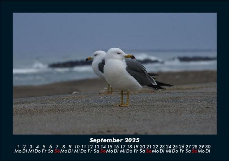 Produktbild: M&ouml;wen 2025 Fotokalender DIN A5
