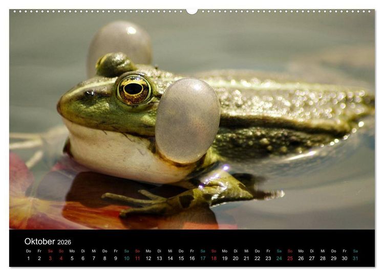 Produktbild: FROSCHBUCH (Wandkalender 2026 DIN A2 quer), CALVENDO Monatskalender