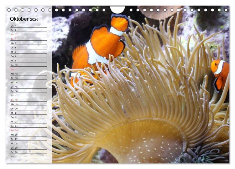 Produktbild: Paradiese im ewigen Blau. Die bunte Unterwasserwelt (Wandkalender 2026 DIN A4 quer), CALVENDO Monatskalender
