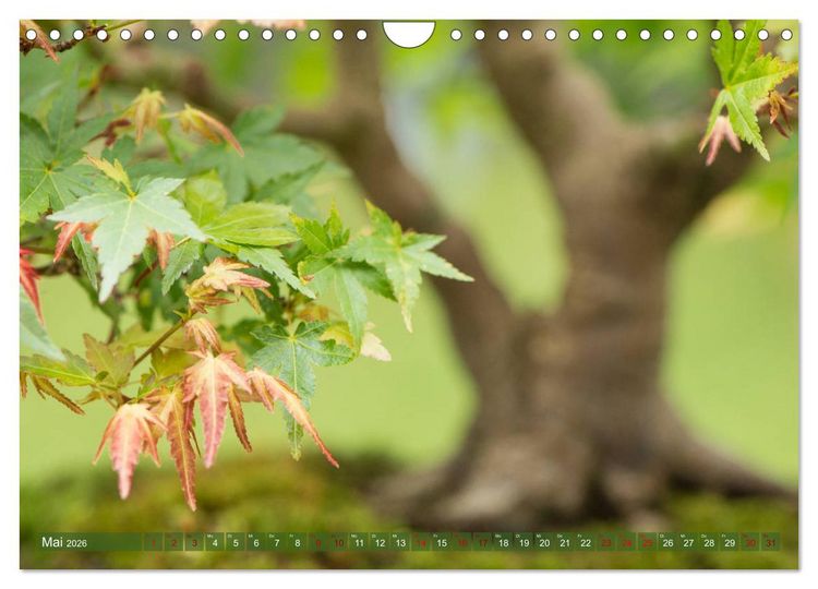 Produktbild: Bonsai ganz nah (Wandkalender 2026 DIN A4 quer), CALVENDO Monatskalender