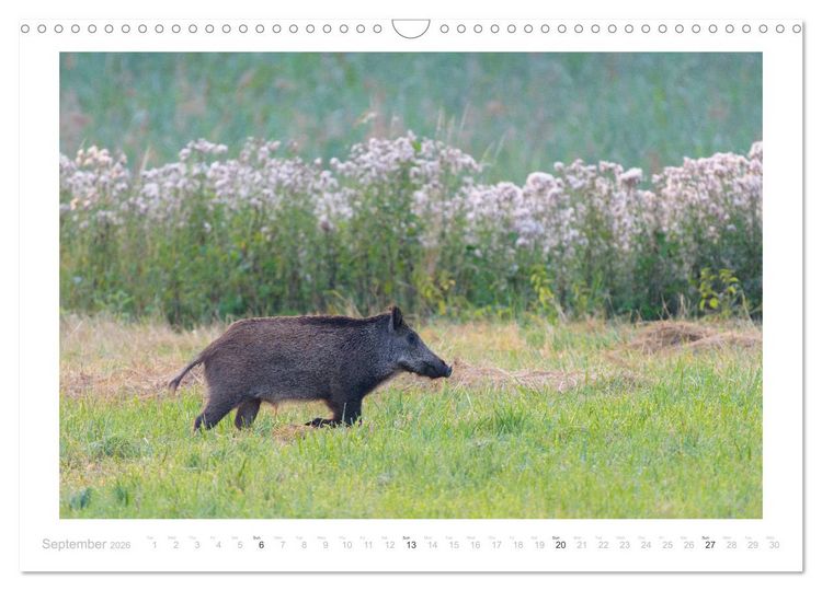 Produktbild: Wild Boars (Wall Calendar 2026 DIN A3 landscape), CALVENDO 12 Month Wall Calendar