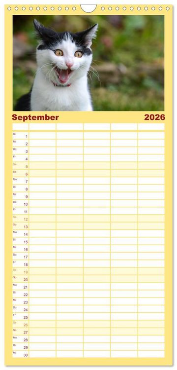 Produktbild: Familienplaner 2026 - Die Launen der Katzen 2026 mit 5 Spalten (Wandkalender, 21 x 45 cm) CALVENDO