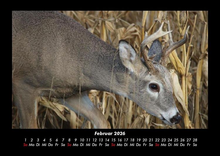 Produktbild: Waldbewohner 2026 Fotokalender DIN A3