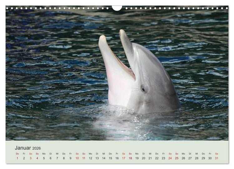 Produktbild: Die Welt der Delphine (Wandkalender 2026 DIN A3 quer), CALVENDO Monatskalender