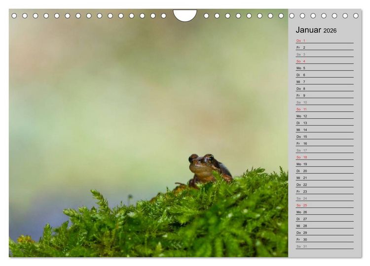 Produktbild: Salamander und Co. (Wandkalender 2026 DIN A4 quer), CALVENDO Monatskalender