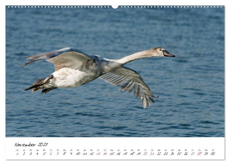 Produktbild: Vom K&uuml;ken zum Schwan (hochwertiger Premium Wandkalender 2027 DIN A2 quer), Kunstdruck in Hochglanz