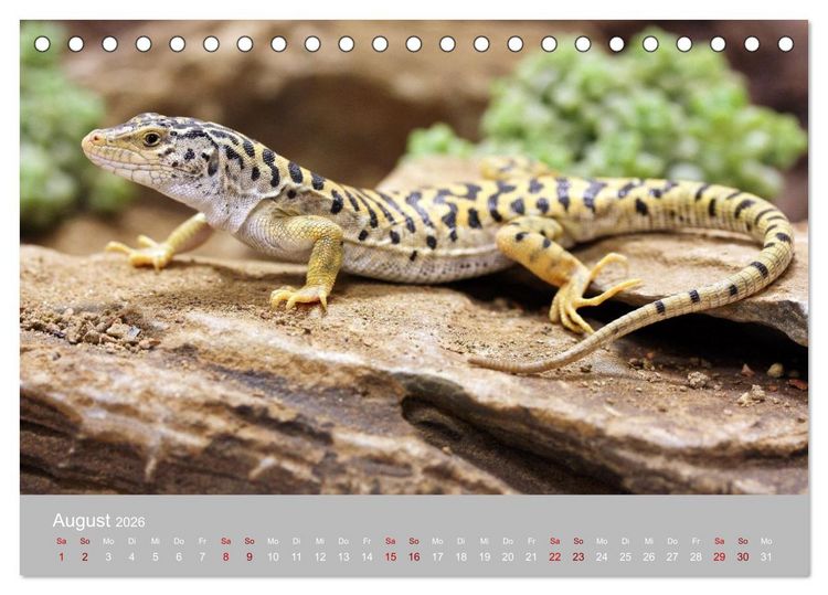 Produktbild: Terrarientiere (Tischkalender 2026 DIN A5 quer), CALVENDO Monatskalender