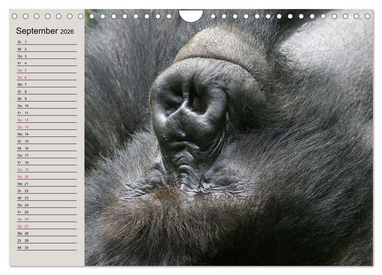 Produktbild: Berggorillas - die sanften Riesen (Wandkalender 2026 DIN A4 quer), CALVENDO Monatskalender