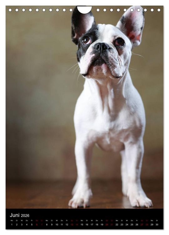 Produktbild: Bullys mit Charme - Franz&ouml;sische Bulldoggen im Portrait (Wandkalender 2026 DIN A4 hoch), CALVENDO Monatskalender