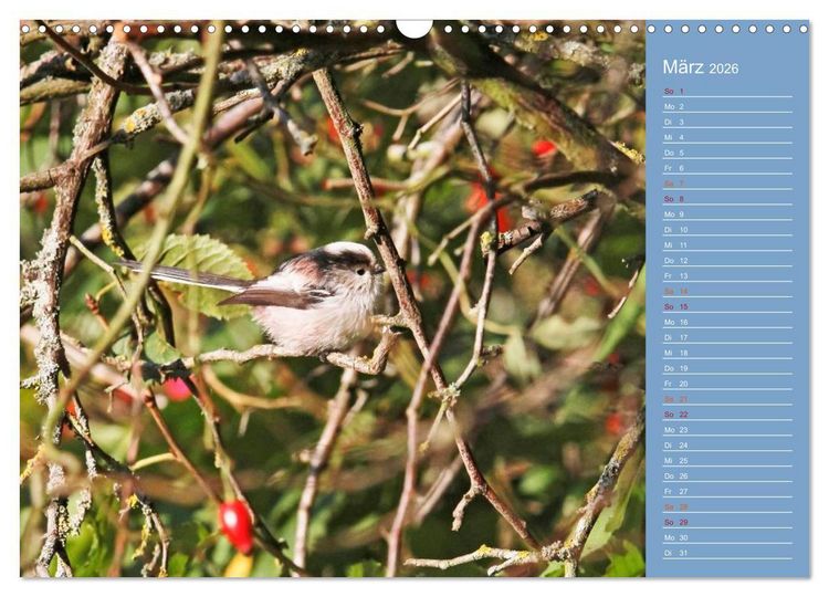 Produktbild: Gefiederte Gartenfreunde (Wandkalender 2026 DIN A3 quer), CALVENDO Monatskalender