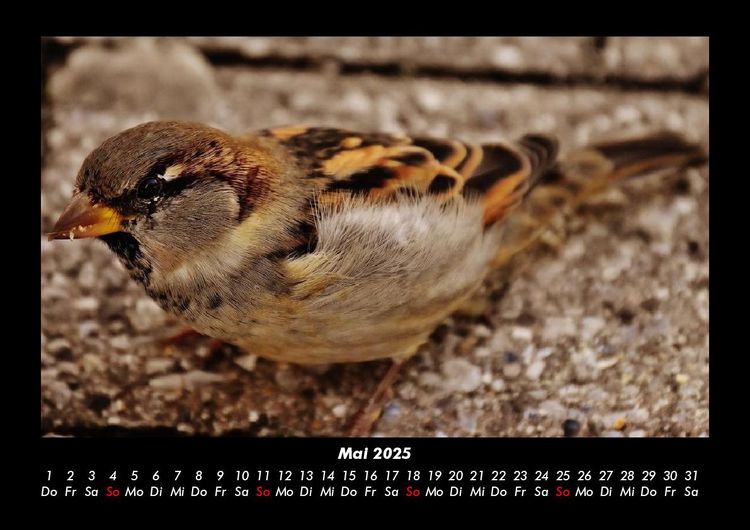 Produktbild: V&ouml;gel 2025 Fotokalender DIN A3
