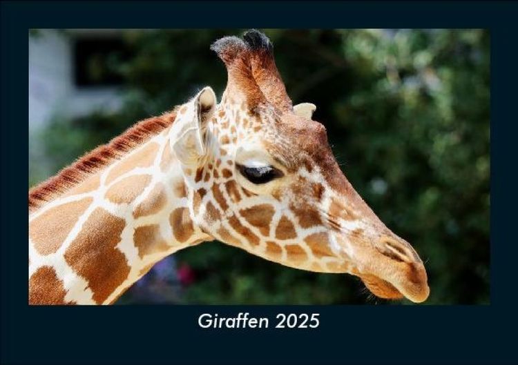 Produktbild: Giraffen 2025 Fotokalender DIN A5