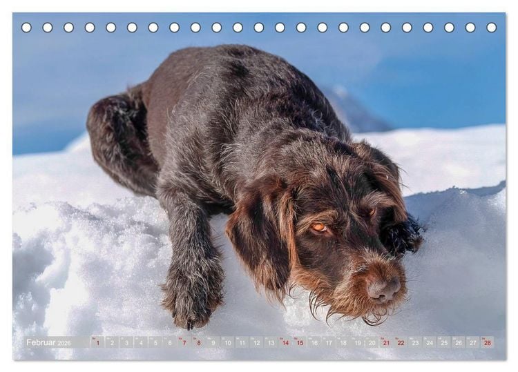 Produktbild: Deutsch Drahthaar - Ein Jahr mit Max (Tischkalender 2026 DIN A5 quer), CALVENDO Monatskalender