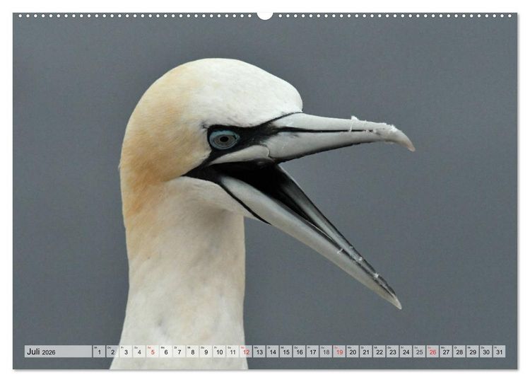 Produktbild: Sch&ouml;ne Basst&ouml;lpel (Wandkalender 2026 DIN A2 quer), CALVENDO Monatskalender