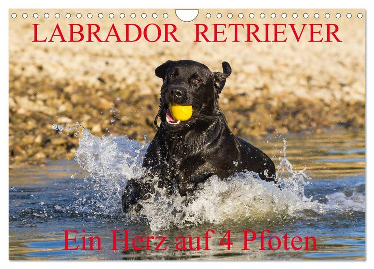 Produktbild: Labrador Retriever - ein Herz auf 4 Pfoten (Wandkalender 2026 DIN A4 quer), CALVENDO Monatskalender