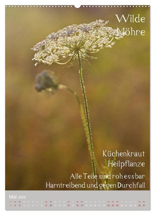 Produktbild: Unkr&auml;uter - N&uuml;tzliche Wildpflanzen auf der Wiese (hochwertiger Premium Wandkalender 2026 DIN A2 hoch), Kunstdruck in Hochglanz