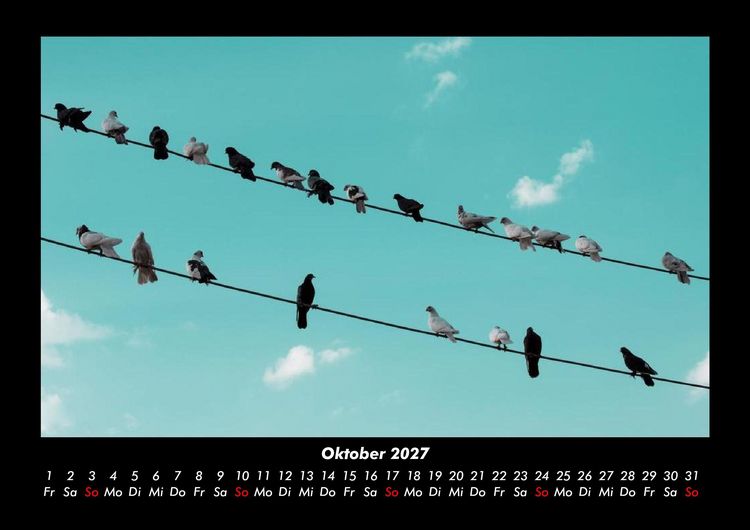 Produktbild: V&ouml;gel 2027 Fotokalender DIN A3