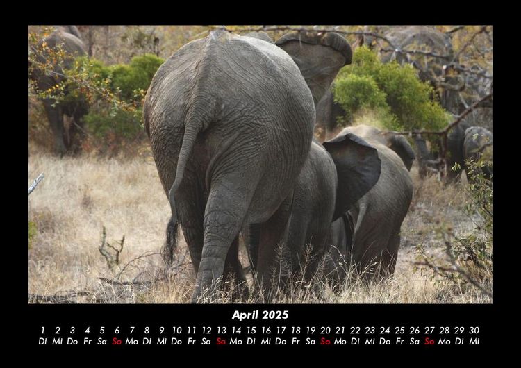 Produktbild: Elefanten Kalender 2025 Fotokalender DIN A3