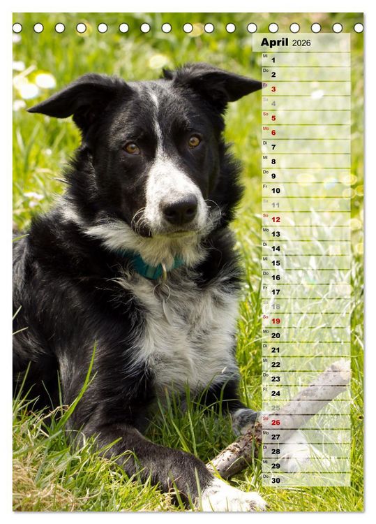 Produktbild: Mein Border Collie (Tischkalender 2026 DIN A5 hoch), CALVENDO Monatskalender
