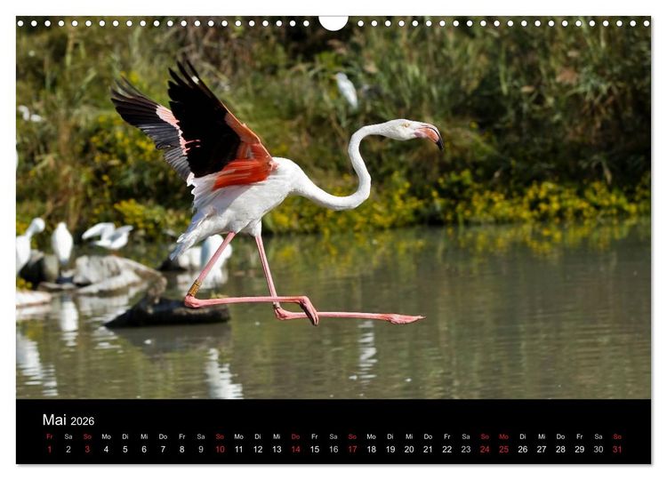 Produktbild: Flamingos der Camargue 2026 (Wandkalender 2026 DIN A3 quer), CALVENDO Monatskalender