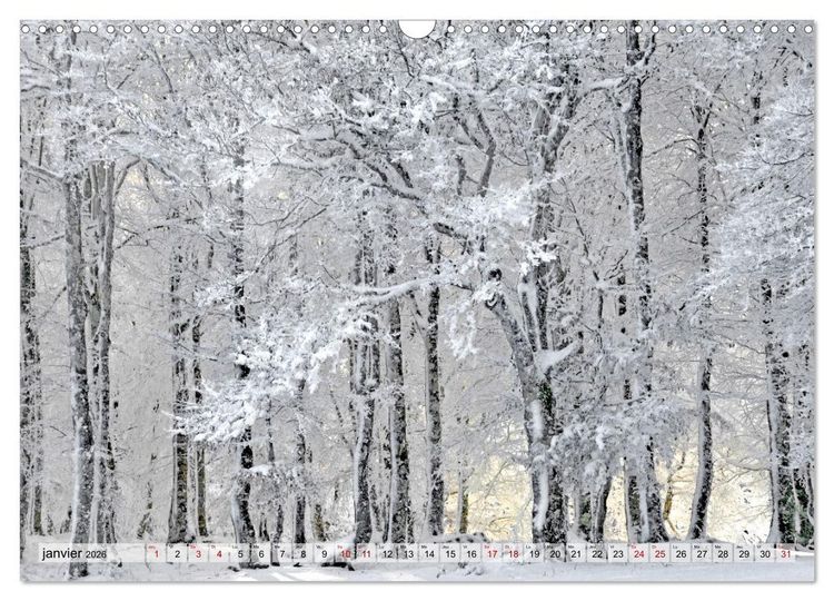 Produktbild: Au c&oelig;ur de la for&ecirc;t (Calendrier mural 2026 DIN A3 vertical), CALVENDO calendrier mensuel